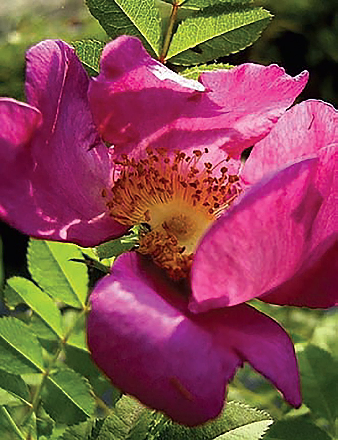 photo d'une fleur de couleur rose - extraits végétaux