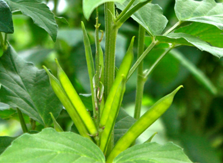Photo de racines de gomme guar avec feuilles vertes