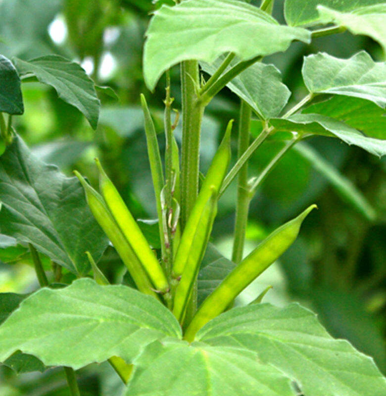 Photo de racines de gomme guar avec feuilles vertes